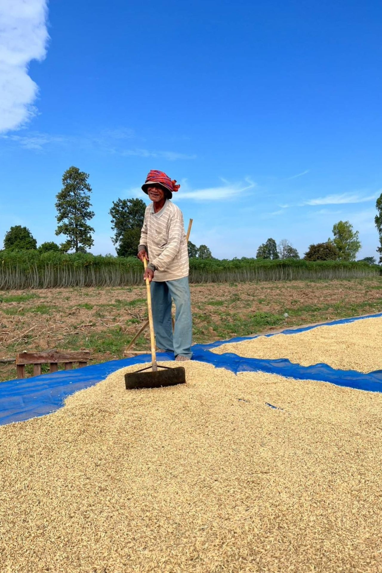 Jasmin Duftreis 300g