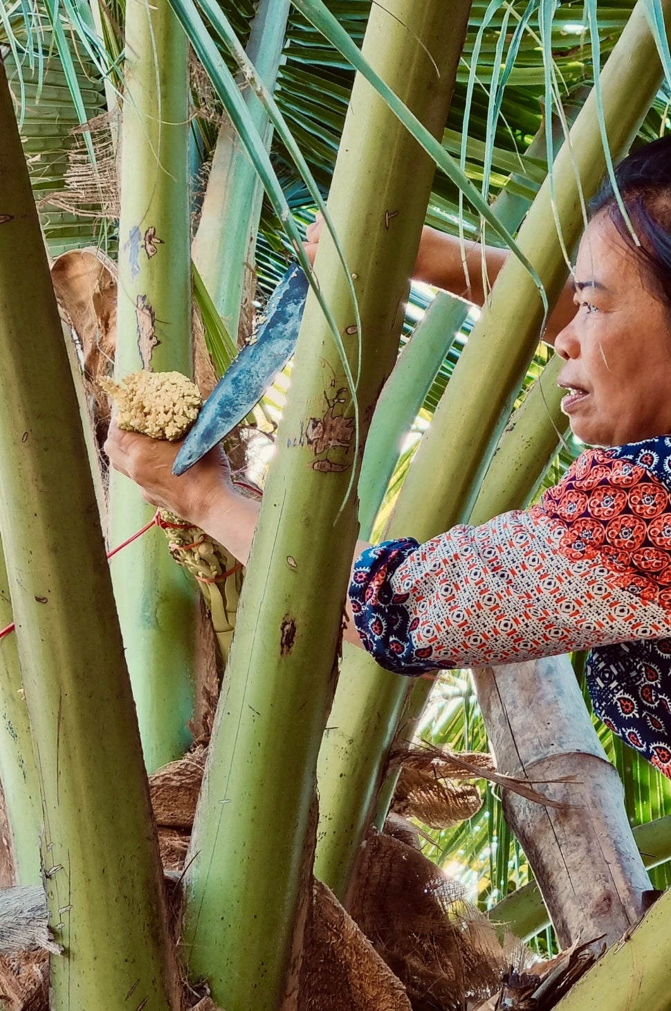 Palmzucker aus Kokosblüten